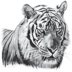 TIGER HEAD PORTRAIT 05554SA2.gif
